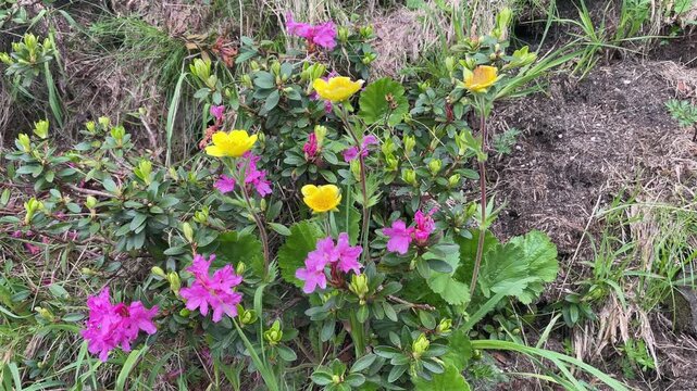 Close-up of blooming pink rhododendron flowers, also known as alpine rose, in Retezat Mountains, Romania, nature and botany video, 4k, 60fps.