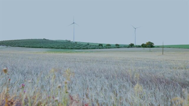 Wind turbines generating electricity in a rural wheat field
