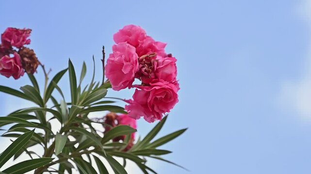 Beautiful Pink Oleander Flowers Blooming on Tree Branch Against Clear Blue Sky, Close Up Nature Background with Green Leaves