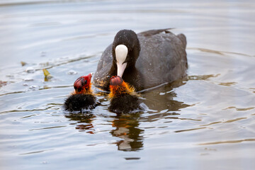 Eurasian Coot Feeds Chicks © tan4ikk