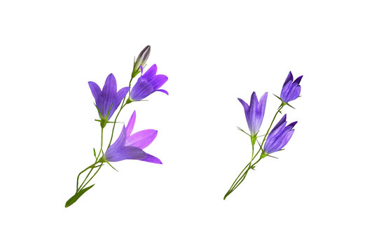 Set of arrangements with purple campanula flowers and buds isolated on white or transparent background