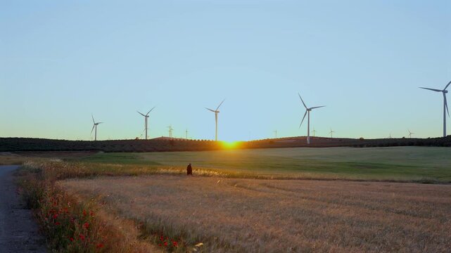 Woman walking through a wheat field at sunset with wind turbines