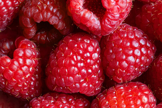 Fresh ripe raspberries close up, macro background of sweet red berries
