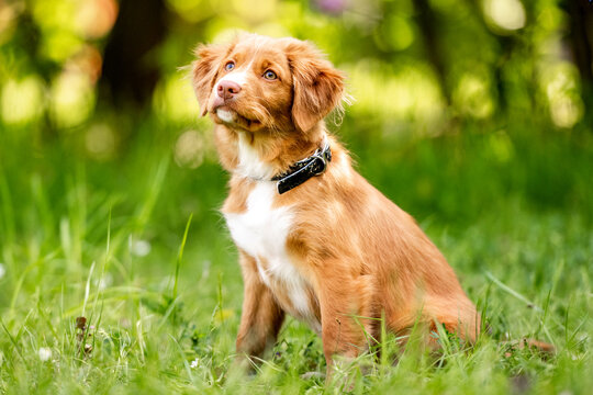 Adorable Toller Puppy Playing In Grass
