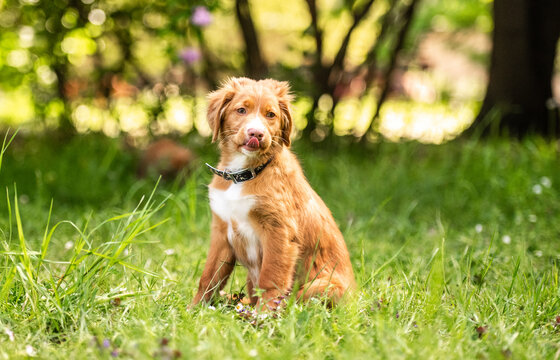 Toller Retriever Puppy Playing