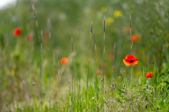 Meadow Background In Progress