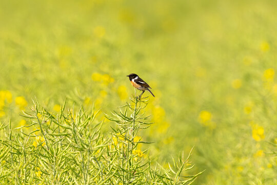 European Stonechat Male In Action