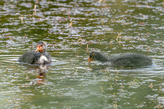 Two Eurasian Coots Chick Growing Up