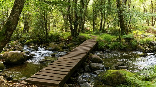 Wooden bridge over forest stream clear water