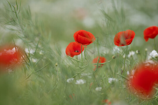 Beautiful Poppies And Daisies Blooming In The Field