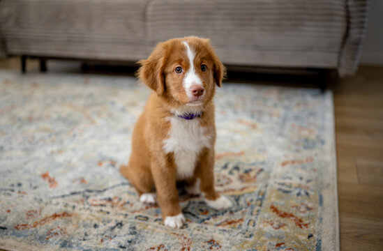 Toller Retriever Puppy Sitting On Floor