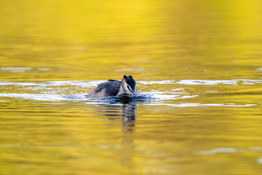 Great Crested Grebe