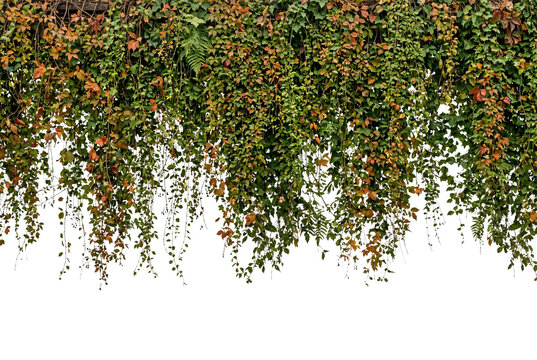 Autumn ivy leaves border featuring vibrant green, orange, brown, and red foliage creeping down in a natural drape pattern.