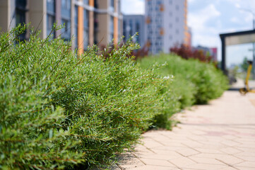 Fototapeta premium Green bushes along a paved sidewalk in a modern residential urban neighborhood