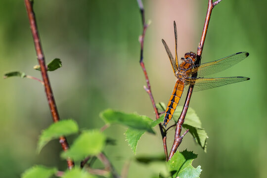 Scarce chaser dragonfly perched on a thin tree branch in nature, Latvia