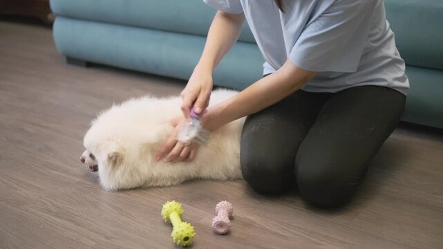 heavy shedding white pomeranian gets brushed on floor. home grooming removes loose fur from dog coat. pet care routine for fluffy spitz maintenance.