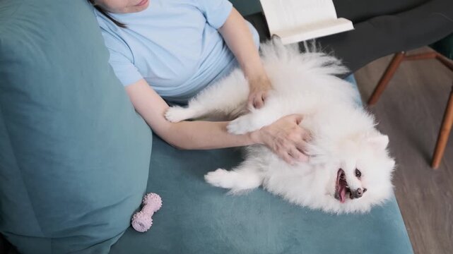 owner scratches happy dog belly. physical contact with pet reduces stress and anxiety. therapeutic emotional support and deep relaxation