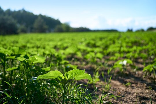 Fresh seedlings planted in rural farmland rows