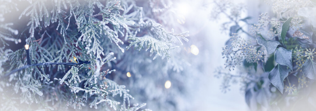 Frosty winter panorama with christmas tree and string light. Festive background with bokeh lights for christmas and new year greetings.