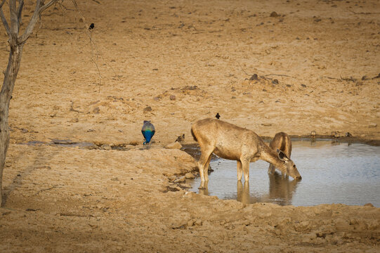 Deer and Peacock at Waterhole