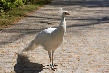 Biały paw, white peacock © Krzysztof