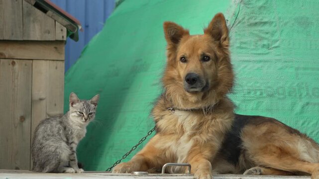 Dog Cat Green - A brown and white dog sits in front of a green tarp, a grey cat stands beside it.