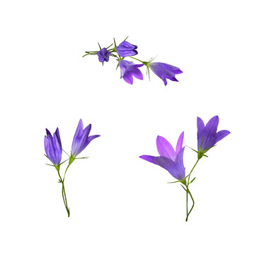 Set of three arrangements with purple campanula flowers and buds isolated on white or transparent background