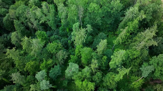 Aerial view of dense forest canopy with various shades of green trees in the rural landscape of Hesse, Germany.