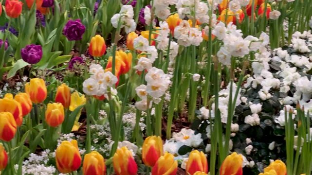Springtime Abundance Concept: 4K pan shot of rows Of Colorful Tulips And Daffodils In Bloom, Representing Renewal, Growth And The Beauty Of Nature's cycle.