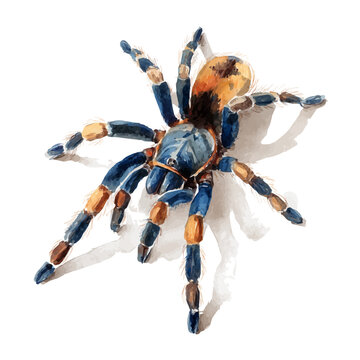 watercolor vector of Tarantula, isolated on a white background.
