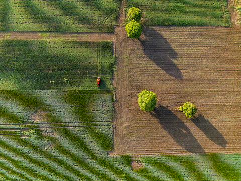 Aerial view of a tractor working in a large agricultural field with rows of crops and scattered trees casting long shadows in Hopelchen, Campeche, Mexico.
