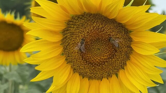 Honey bees pollinating a large sunflower collecting nectar and pollen macro horizontal video