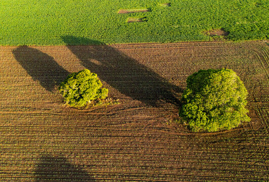 Aerial view of two large trees casting long shadows across a tilled agricultural field with green crops in the background in Hopelchen, Campeche, Mexico.