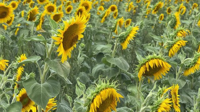 Sunflower field in bloom horizontal panoramic cinematic shot summer agriculture video