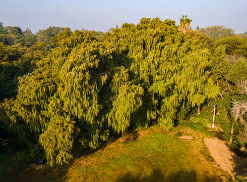 Aerial view of the lush green canopy of the Daphar Plantation Forest with dense foliage and golden sunlight in Chak No. 27, Punjab, Pakistan.