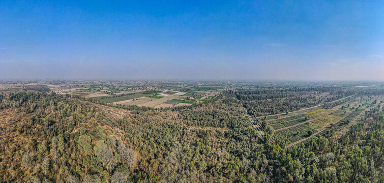 Aerial view of Dalwaryam Plantation featuring lush green trees and agricultural fields under a clear blue sky in Chak 96, Punjab, Pakistan.