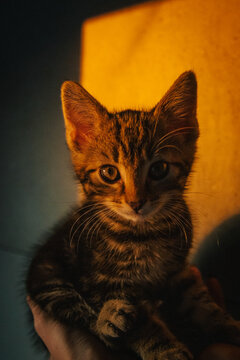 Kitten im Sonnenuntergang