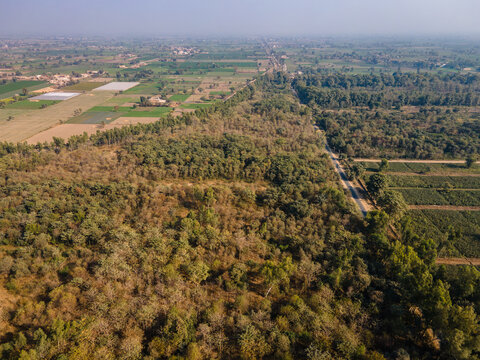 Aerial view of Dalwaryam Plantation featuring dense green trees and surrounding agricultural fields with a road running through the landscape in Chak 96, Punjab, Pakistan.
