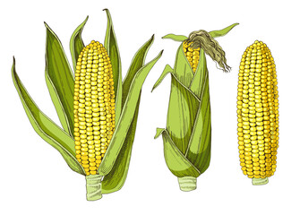 Obraz premium Corn cobs hand drawn vector illustration