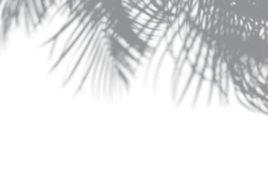 Soft shadow of coconut fronds hanging from top on white wall, overlay element.
