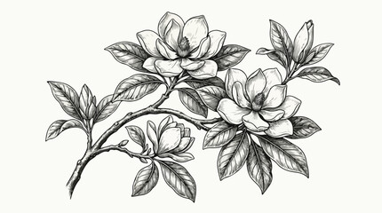 Vintage magnolia flower branch vector illustration, elegant hand drawn botanical sketch, black and white floral line art for wedding invitations © Noman