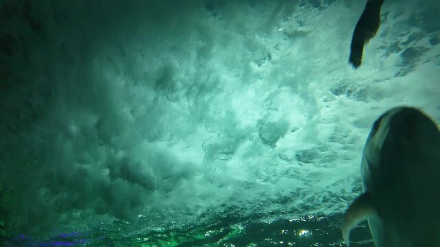 Low-angle view of tropical fish swimming under the turbulent water surface with bright sunlight filtering through.