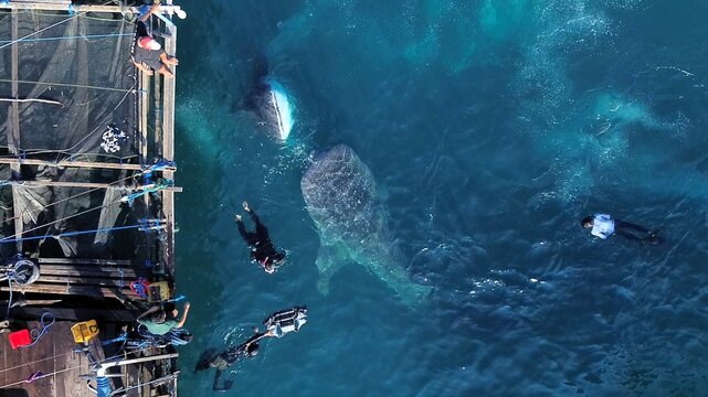 Aerial view of whale sharks swimming near a wooden fishing platform with snorkelers and divers in the clear blue water of Talisayan, East Kalimantan, Indonesia.