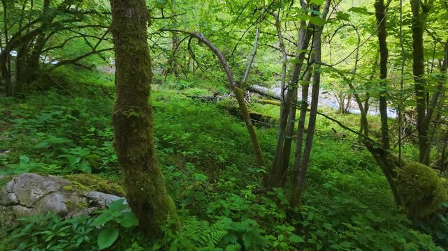 A serene forest trail winds through dense green foliage and moss-covered trees beside a flowing river in Lepena Valley, Slovenia.