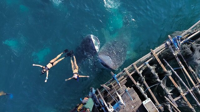 Aerial view of two whale sharks swimming near a wooden fishing platform with snorkelers in the clear blue water of Talisayan, East Kalimantan, Indonesia.
