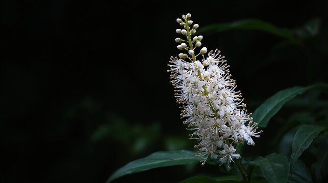 White flower spikelet.