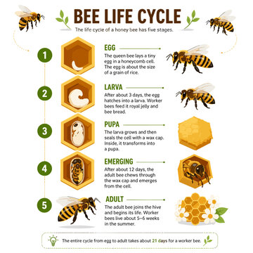 Honey bee life cycle infographic showing growth stages from egg to adult