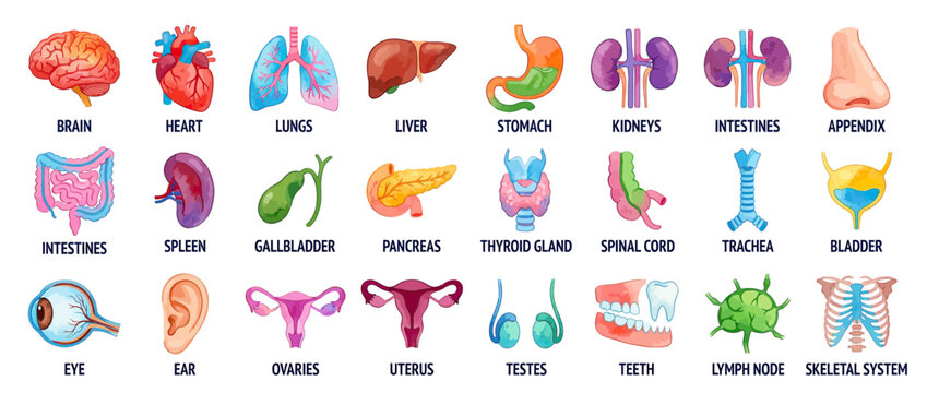 Watercolor Human Anatomy Organs Collection