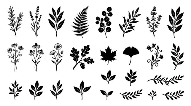 Botanical Elements Silhouette Collection Vector Art