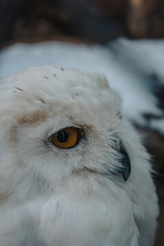 Schneeeule im Winter